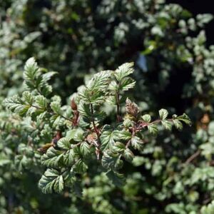 Rubus thibetanus 60-80 cm